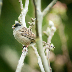 Golden-crowned sparrow -  Sparrow photo
