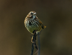 Song Sparrow - Cortes Island Sparrow photo