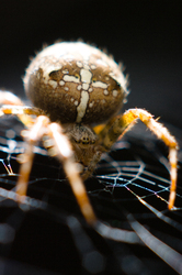 Orb Weaver - Cortes Island Spider photo