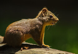 Portrait of a Wild Rodent - Powel River Squirrel photo