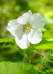 Thimble Berry Flower - Slocan Valley Thimble Berry photo