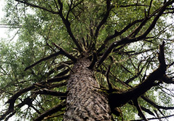 Branches - Cortes Island Tree photo