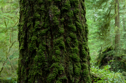 Portrait of an Old-growth Douglas-fir - Cortes Island Tree photo
