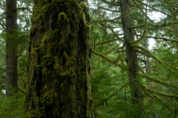 Rainforest Mosses on the Old-growth - Cortes Island Tree photo