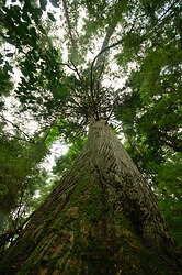 Thuja plicata -  Tree photo