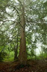 Western Hemlock - Slocan Valley Tree photo