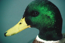 Mallard Portrait -  Duck photo