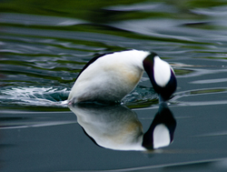 Jumping Buffleheads What Was That!? -  Duck photo