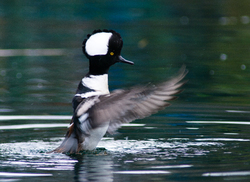 Hooded Merganser -  Merganser photo