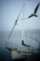 Seagull Patrol -  Sailboat photo