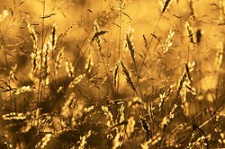 Golden Grasses ~ Wild Grass picture from Cortes Island Canada.