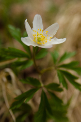 Little White Flower -  Wildflower photo