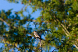 Flicker - Cortes Island Woodpecker photo