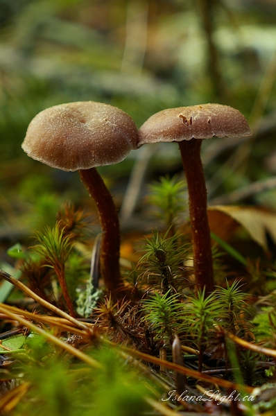 Other  photo from  Cortes Island, BC Canada.