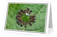 Circle d'Ants - Ant photo from  Aillevillers Haute-Saone, France