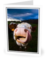 Slurp - Cow photo from  Aillevillers Haute-Saone , France