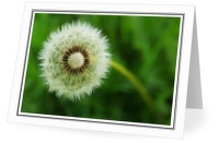Dandelion - Dandelion photo from  Aillevillers Haute-Saone, France