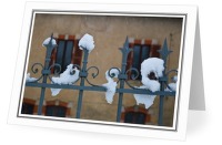 Snow on Fence - Fence photo from  Aillevillers   Haute-Saone, France