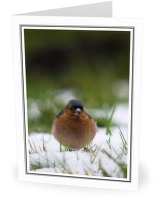 Chaffinch - Finch photo from  Aillevillers Haute-Saone, France