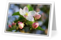 Apple Blossoms - Flower photo from  Aillevillers Haute-Saone, France