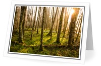 Dawn in the Alder Grove - Forest photo from  Aillevillers France
