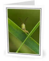 Good Morning Grasshopper - Grasshopper photo from  Aillevillers Haute-Saone, France