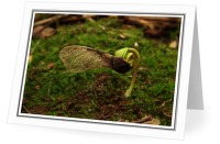A Young Maple Tree - Maple seedling photo from  Aillevillers Haute-Saone, France