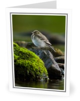 Baby White Wagtail - Wagtail photo from  Aillevillers Haute-Saone, France
