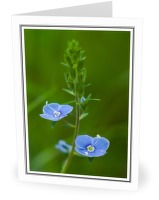 Wildflower #606 - Wildflower photo from  Aillevillers Haute-Saone, France