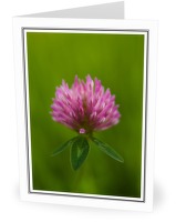 Purple Clover - Wildflower photo from  Aillevillers Haute-Saone, France