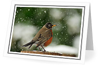 Robin in Falling Snow - American robin photo 