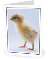 First Steps - Baby Bird photo 