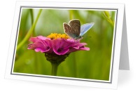 Prepare for Liftoff - Butterfly photo 