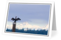 Pelagic Cormorant - Cormorant photo from  Campbell River BC, Canada