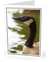 Canada Goose Portrait - Canada Goose photo 