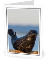 Harbour Seal - Seal photo from  Comox BC, Canada