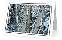 Winter Alder Still-Life  - Alder photo from  Cortes Island British Columbia, Canada
