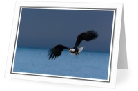 Haliaeetus leucocephalus - The King of the Intertidal Ecosystem  - Bald Eagle photo from  Cortes Island BC, Canada
