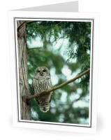 Barred Owl - Barred Owl photo from Smelt Bay Cortes Island BC, Canada