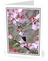 Dark-eyed Junco amongst Cherry Blossoms - Dark-eyed Junco photo from  Cortes Island British Columbia, Canada