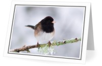 Junco on a Cold Winter Day - Dark-eyed Junco photo from  Cortes Island BC, Canada