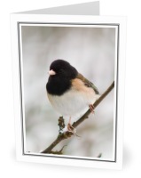 Dark-eyed Junco Portrait - Dark-eyed Junco photo from  Cortes Island BC, Canada