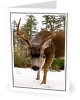 Odocoileus Hemionus Columbianus - Deer photo from  Cortes Island BC, Canada