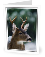 First Snow - Deer photo from  Cortes Island BC, Canada
