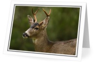 Odocoileus Hemionus Columbianus - Deer photo from  Cortes Island BC, Canada