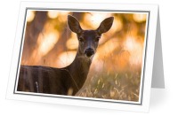 Doe Portrait - Deer photo from Smelt Bay Cortes Island BC, Canada