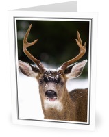 Tongue Out - Deer photo from  Cortes Island BC, Canada