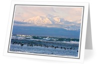 Mountain and Dunlin - Dunlin photo from Smelt Bay Cortes Island BC, Canada
