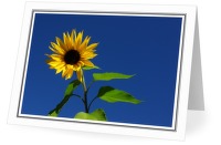 Sunflower - Flower photo from  Cortes Island BC, Canada