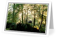 Light in the Forest #1 - Forest photo from Basil Brook Cortes Island BC, Canada